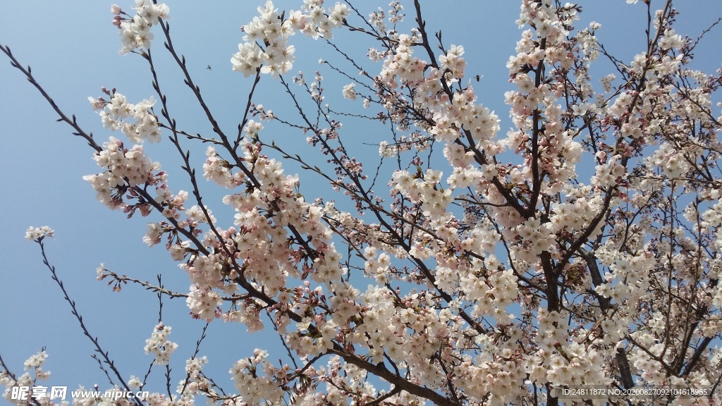 野樱花