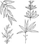 植物树叶线稿