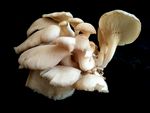 平菇 蘑菇 菌类 火锅食材 蔬