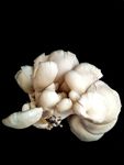 平菇 蘑菇 菌类 火锅食材