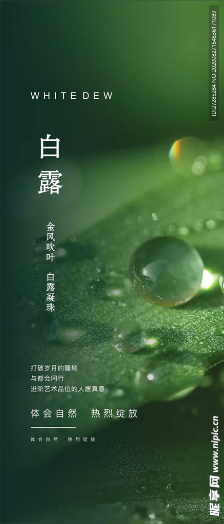 白露节气移动端海报