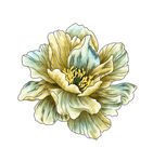 手绘花