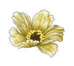 手绘花