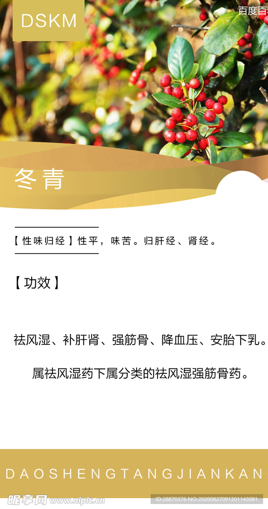 冬青