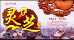 灵芝海报