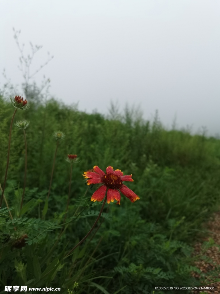 天人菊