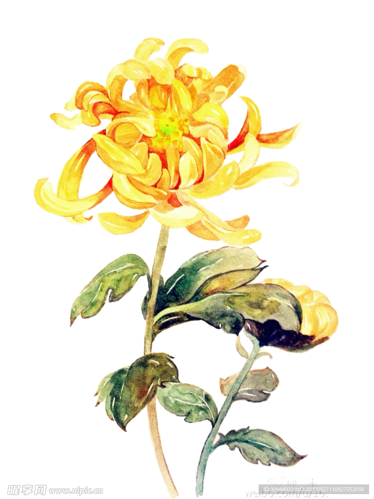 菊花装饰