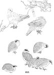 中式古典花鸟工笔画