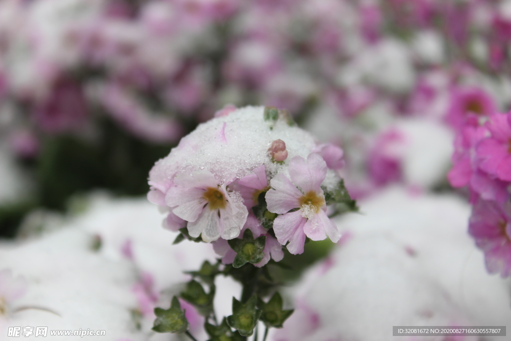 雪花