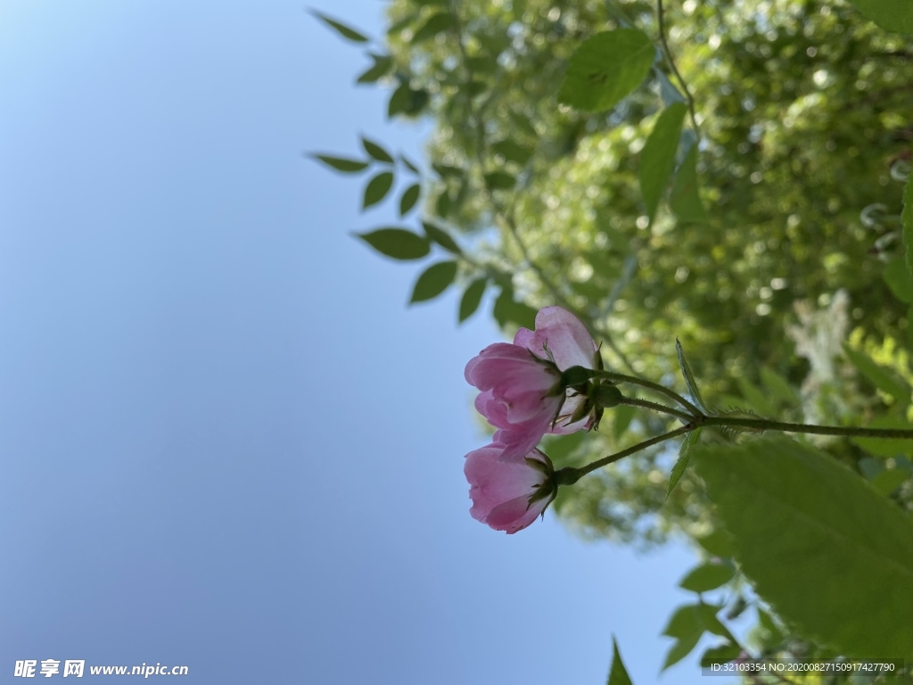 漂亮的野花