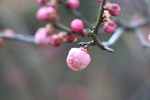 梅花花苞图片