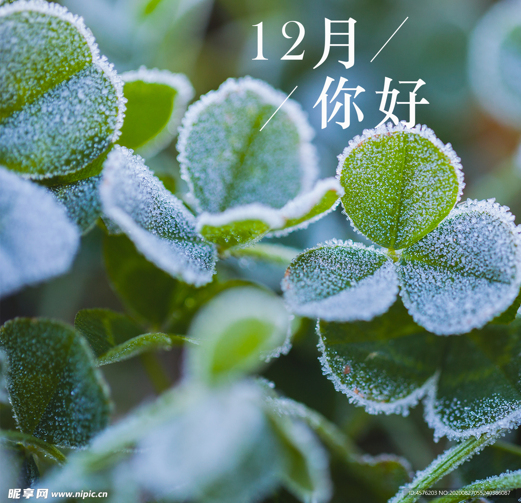 你好12月
