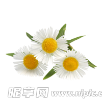 洋甘菊免扣png图片