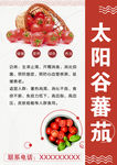 太阳谷蕃茄