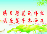 荷花背景