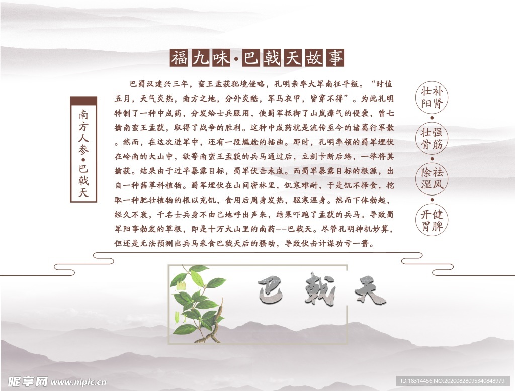 巴戟天
