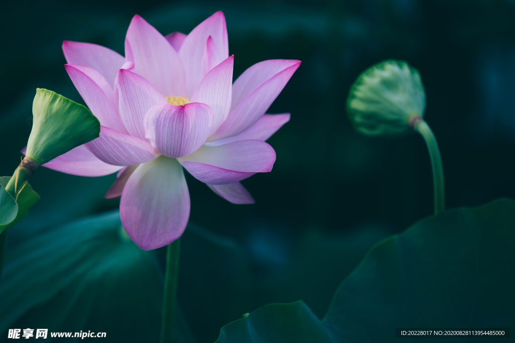 荷花
