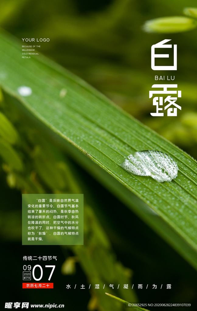 白露海报