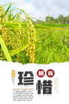 世界粮食日