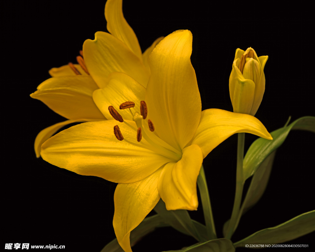 百合花