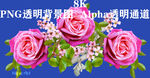 玫瑰花