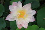 园博苑莲花