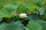 园博苑荷花