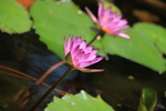 园博苑莲花
