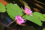 厦门园博苑莲花