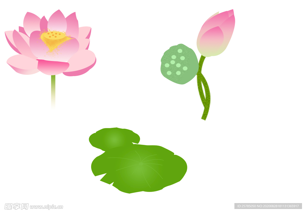 荷花