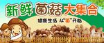 新鲜菌菇大集合