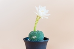 一支兰花