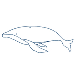 手绘海洋生物