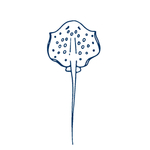手绘海洋生物