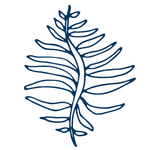 手绘海洋生物