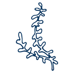 手绘海洋生物