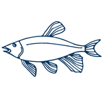 手绘海洋生物