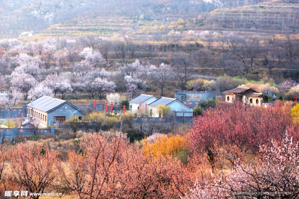 清晨山里桃花源人家