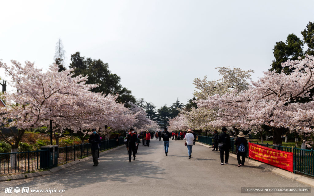 青岛中山公园樱花