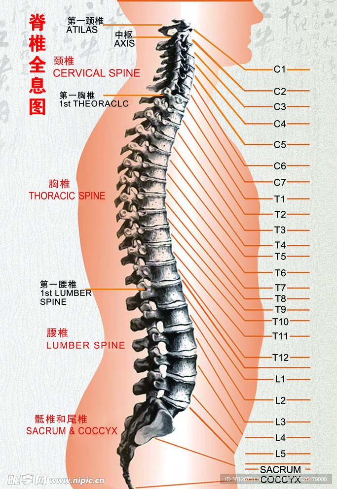 脊椎全息图