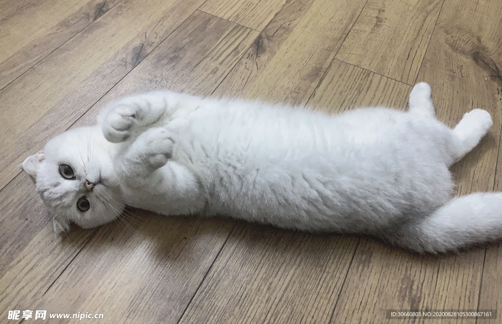 猫咪
