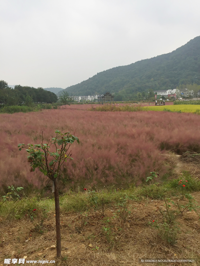 紫色薰衣草