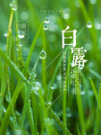 白露