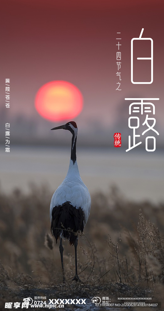 白露节气海报