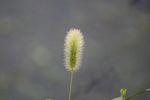 狗尾巴草