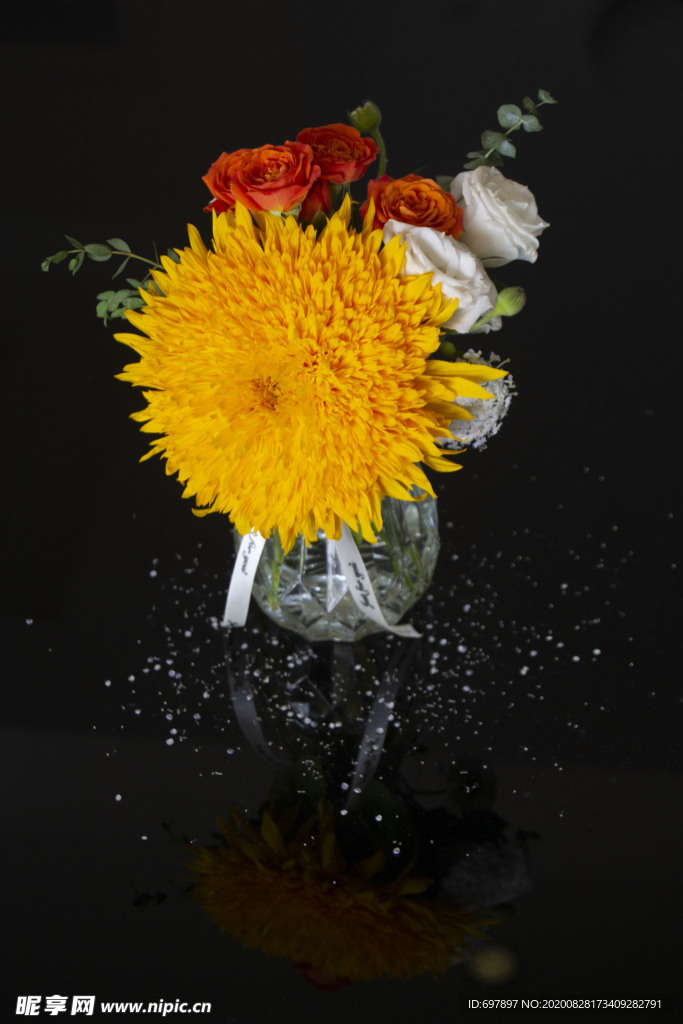 泰迪菊