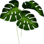 芭蕉叶热带