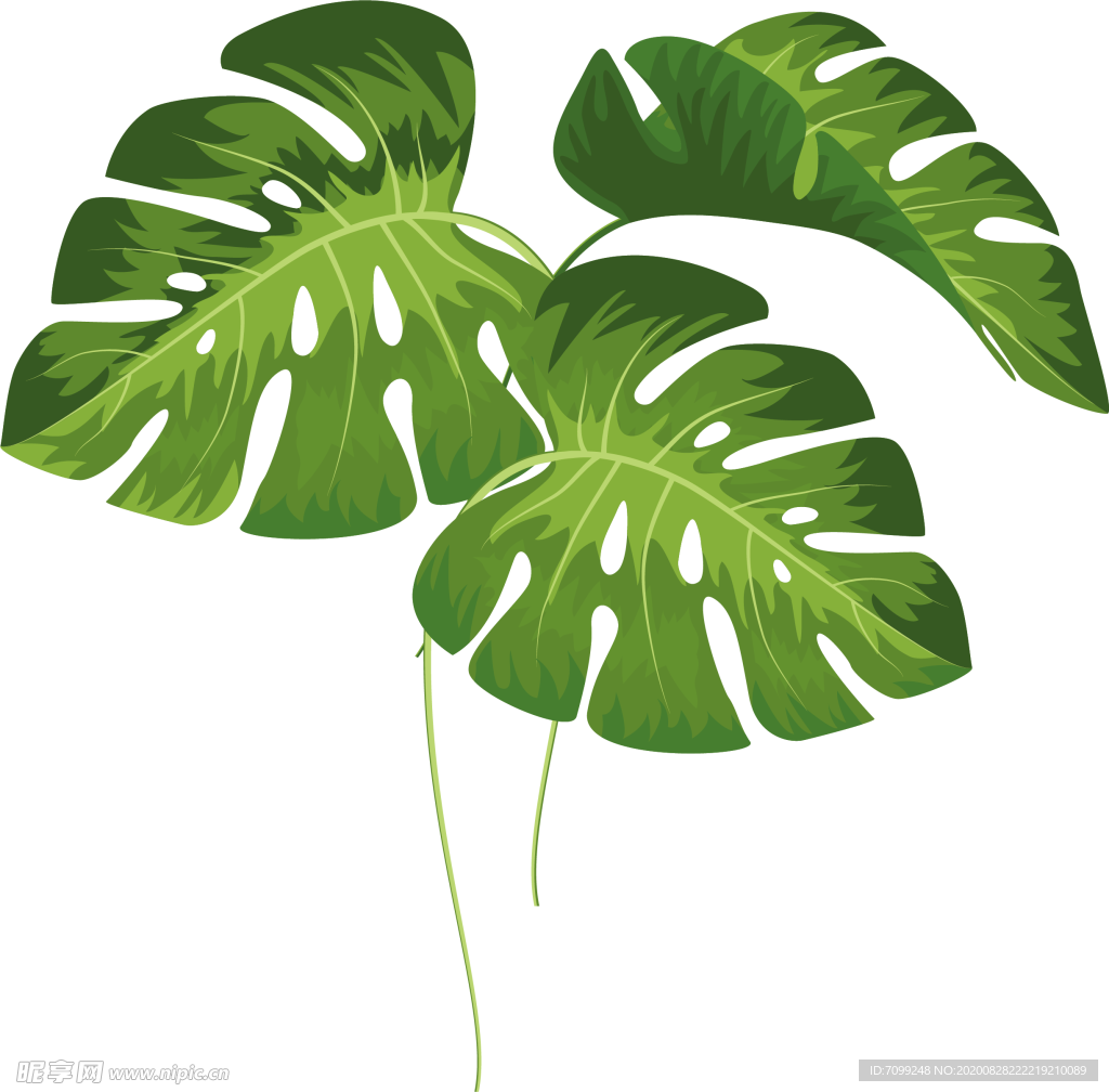 芭蕉叶热带