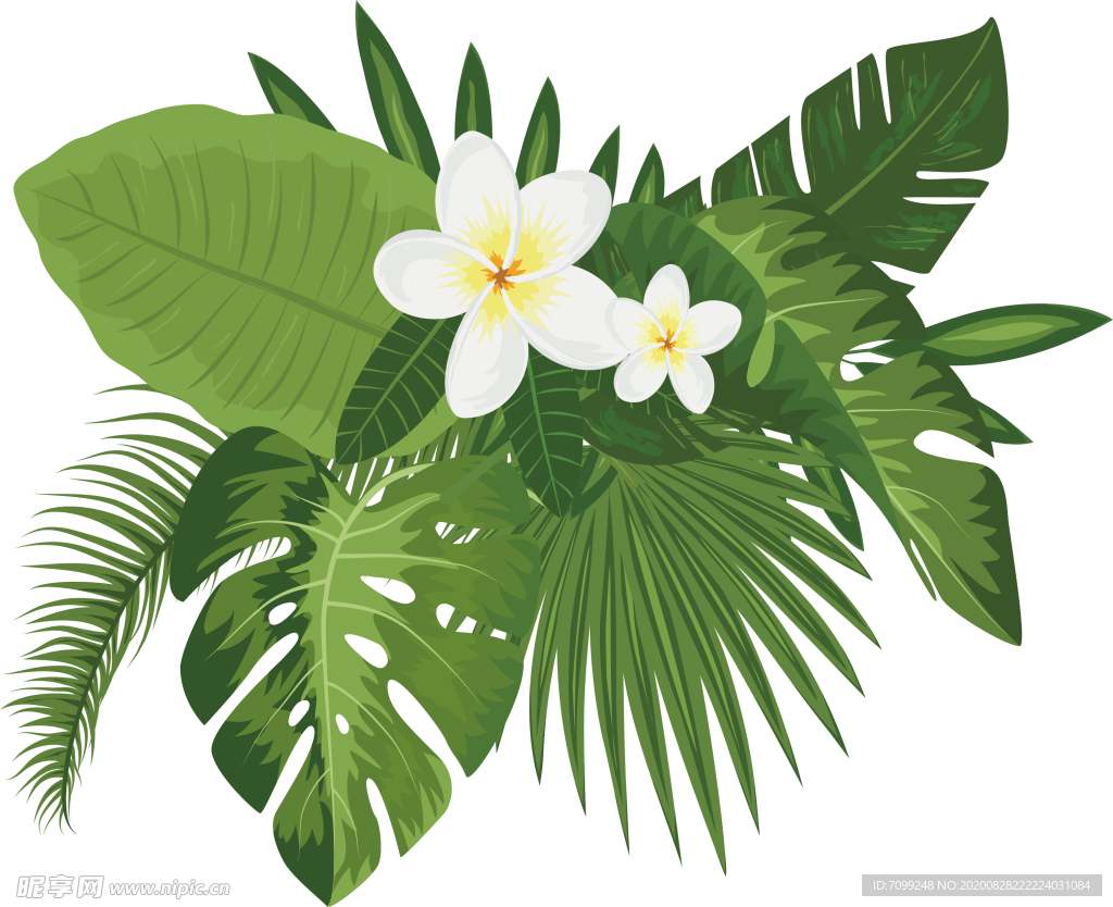 芭蕉叶热带