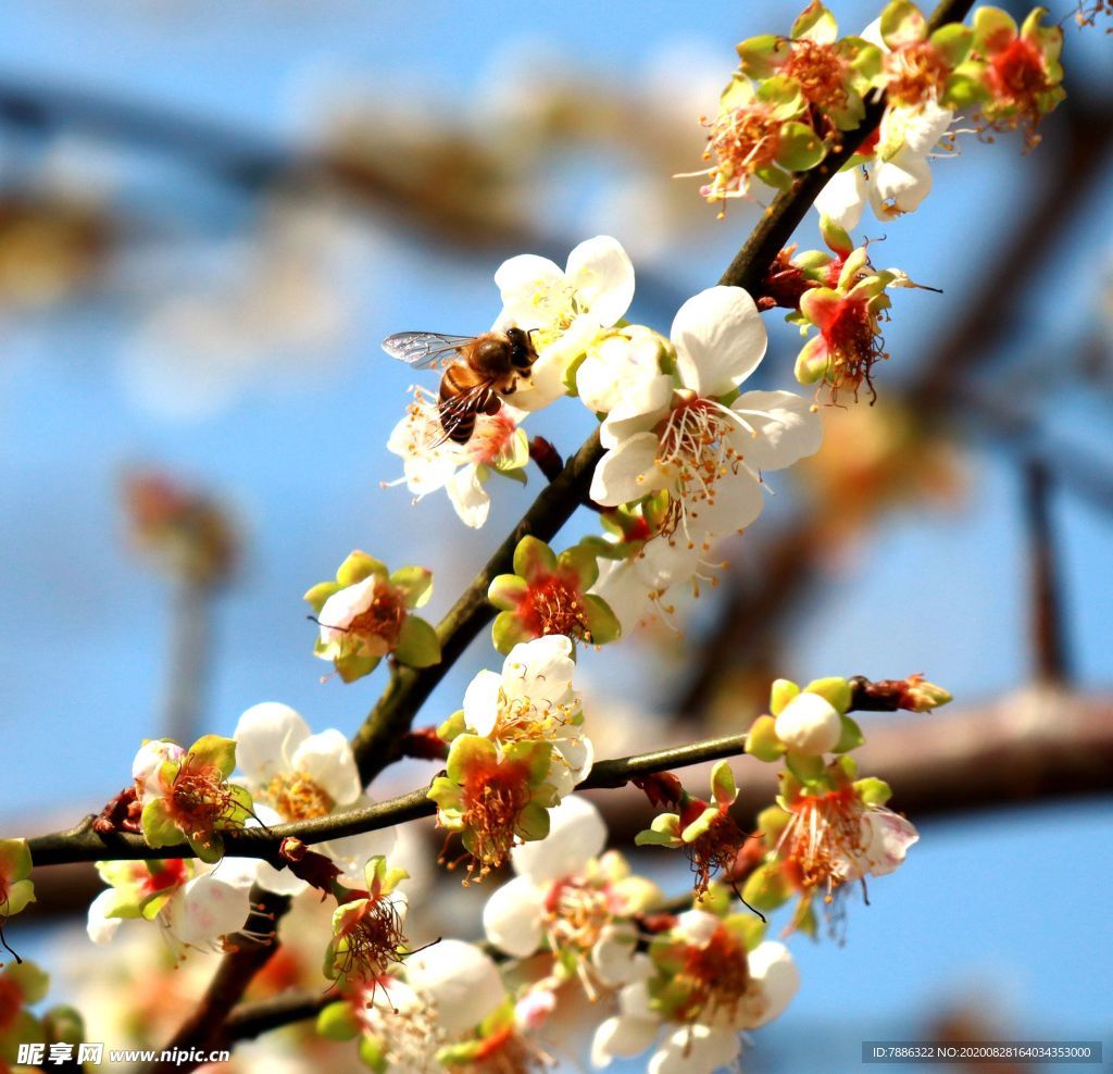 蜂花恋